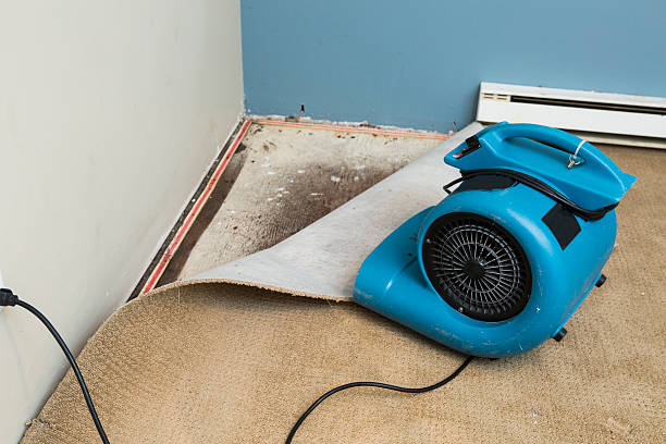 Best Flood damage cleanup  in Elmwood Park, IL